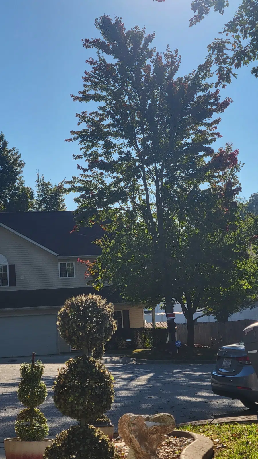 Tall trimmed tree beside a house on a sunny street — Your Way Lawn and Tree in Greensboro