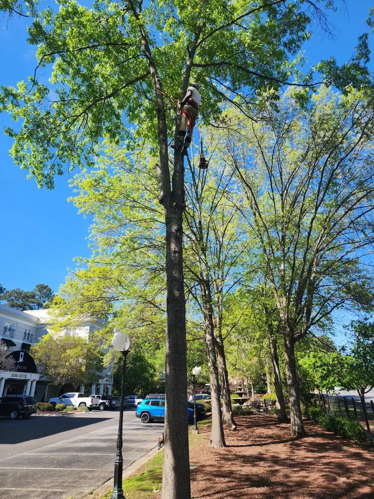 Tree worker with saw climbing high in a tree canopy — Your Way Lawn and Tree in Greensboro