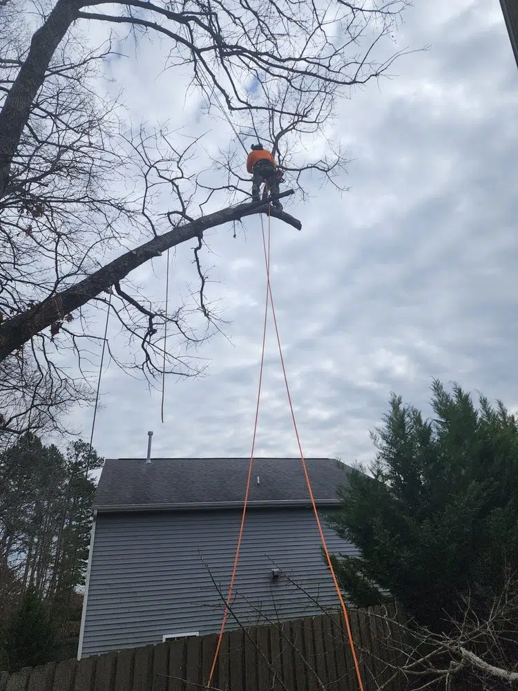 Arborist roping a large cut limb above a house roof — Your Way Lawn and Tree in Greensboro